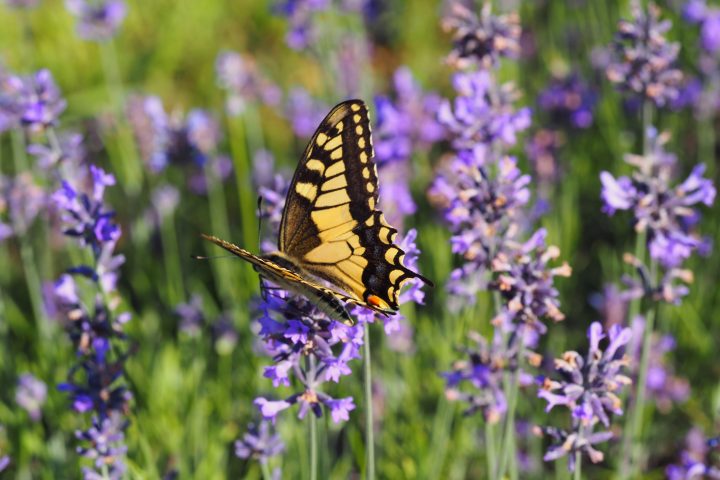 Butterfly